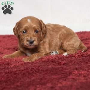 Jenna, Cavapoo Puppy