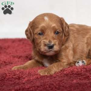 Jenna, Cavapoo Puppy