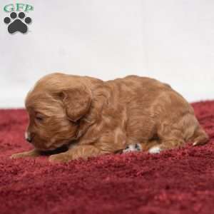Jenna, Cavapoo Puppy