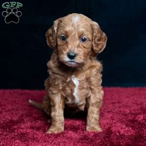 Jenna, Cavapoo Puppy