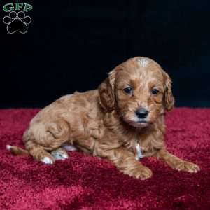 Jenna, Cavapoo Puppy