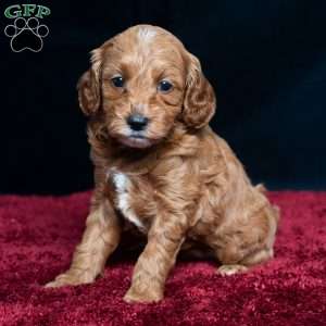 Jenna, Cavapoo Puppy