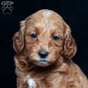 Jenna, Cavapoo Puppy