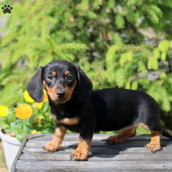 Jenna, Dachshund Puppy