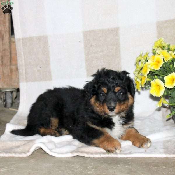 Jenna, Australian Shepherd Puppy