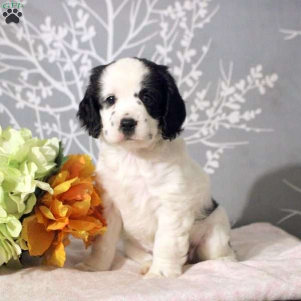 Jenna, Cocker Spaniel Puppy