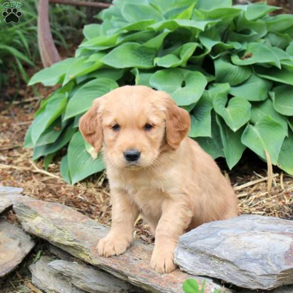 Jenna, Golden Retriever Puppy