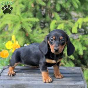 Jenna, Dachshund Puppy