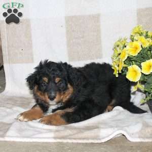 Jenna, Australian Shepherd Puppy