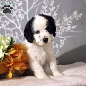 Jenna, Cocker Spaniel Puppy