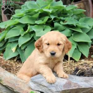 Jenna, Golden Retriever Puppy