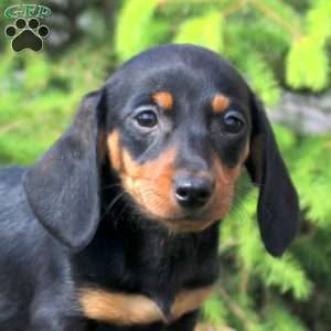 Jenna, Dachshund Puppy