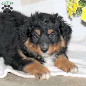 Jenna, Australian Shepherd Puppy