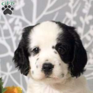 Jenna, Cocker Spaniel Puppy