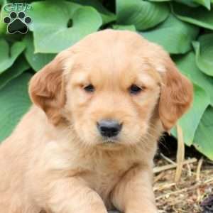 Jenna, Golden Retriever Puppy