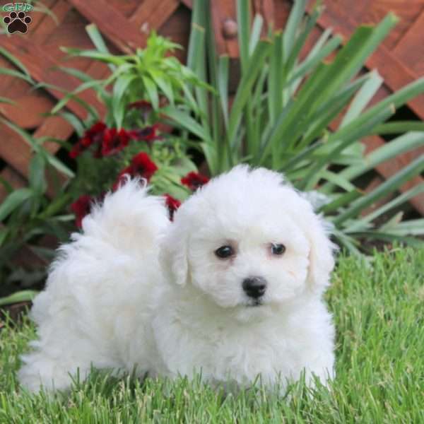Jenna, Bichon Frise Puppy