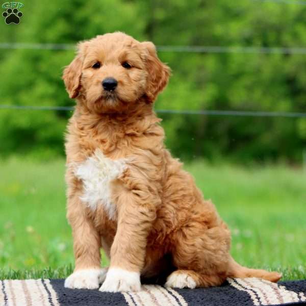 Jenna, Goldendoodle Puppy