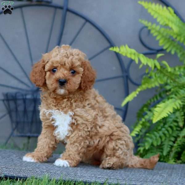 Jenna, Cavapoo Puppy