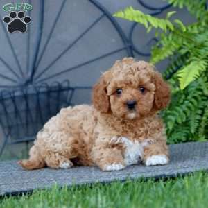 Jenna, Cavapoo Puppy