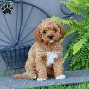 Jenna, Cavapoo Puppy