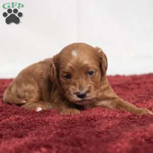 Jenna, Cavapoo Puppy