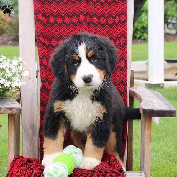 Jennifer, Bernese Mountain Dog Puppy