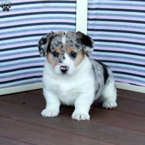 Jennifer, Welsh Corgi Mix Puppy