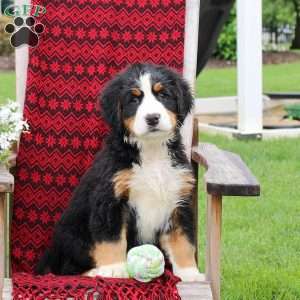 Jennifer, Bernese Mountain Dog Puppy