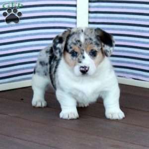 Jennifer, Welsh Corgi Mix Puppy