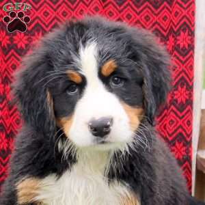 Jennifer, Bernese Mountain Dog Puppy
