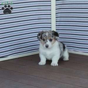 Jennifer, Welsh Corgi Mix Puppy