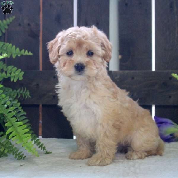 Jenny, Mini Bernedoodle Puppy