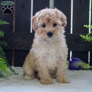 Jenny, Mini Bernedoodle Puppy