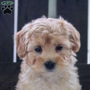 Jenny, Mini Bernedoodle Puppy