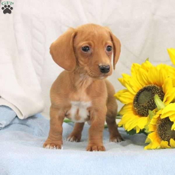 Jerry, Dachshund Puppy