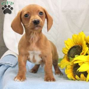 Jerry, Dachshund Puppy