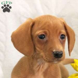 Jerry, Dachshund Puppy