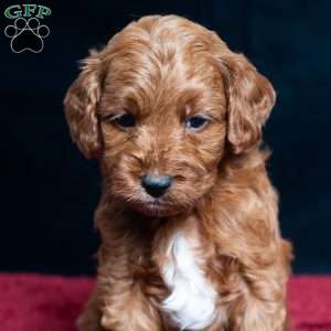 Jeryl, Cavapoo Puppy