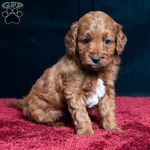 Jeryl, Cavapoo Puppy