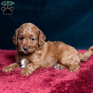 Jeryl, Cavapoo Puppy