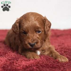Jeryl, Cavapoo Puppy