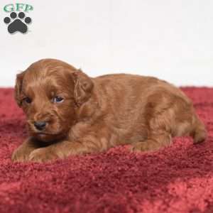 Jeryl, Cavapoo Puppy