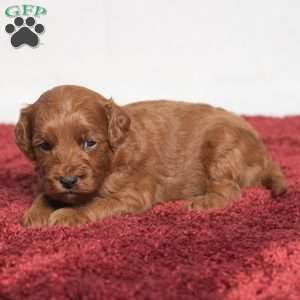 Jeryl, Cavapoo Puppy