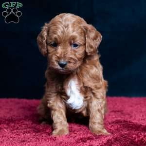 Jeryl, Cavapoo Puppy