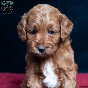 Jeryl, Cavapoo Puppy