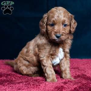Jeryl, Cavapoo Puppy