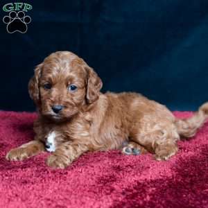 Jeryl, Cavapoo Puppy
