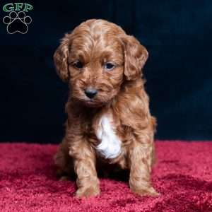 Jeryl, Cavapoo Puppy