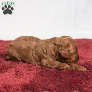Jeryl, Cavapoo Puppy