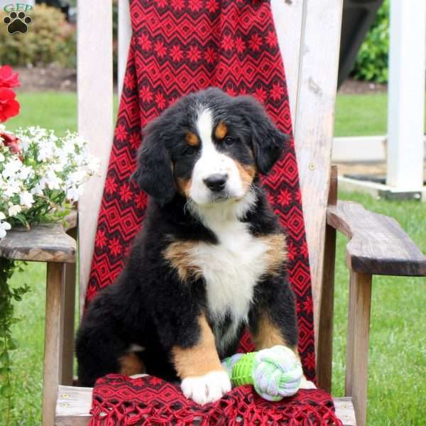 Jessica, Bernese Mountain Dog Puppy